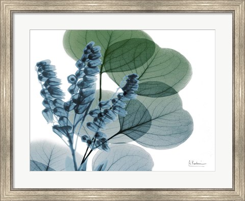 Framed Lilly of Eucalyptus Print