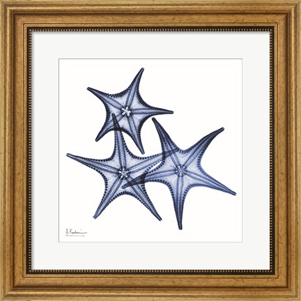 Framed Blue Three Starfish Print