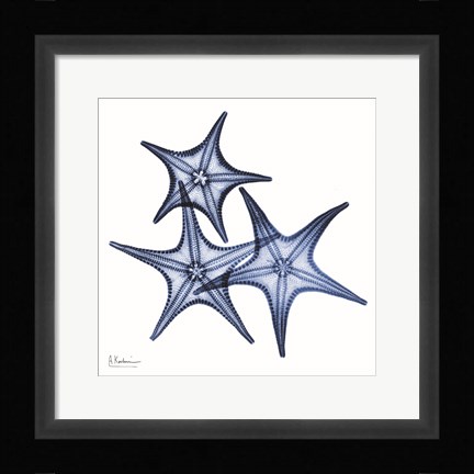 Framed Blue Three Starfish Print