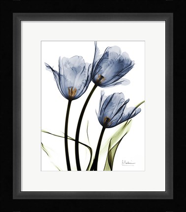 Framed Indigo Infused Tulips Print