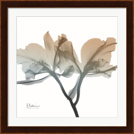 Framed Earthy Orchid Print