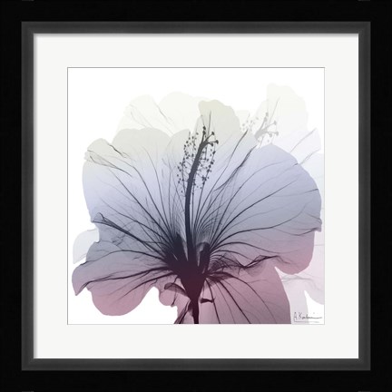 Framed Tasty Grape Hibiscus Print