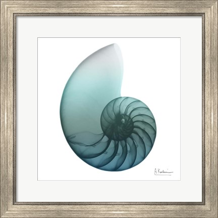 Framed Water Snail 4 Print