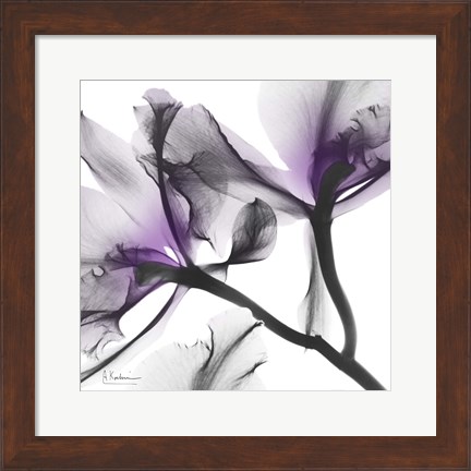 Framed Lavender Luster 1 Print