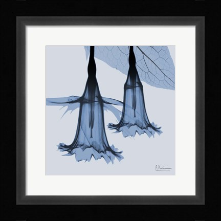 Framed Indigo Daffodil 1 Print