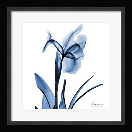 Framed Indigo Iris Print