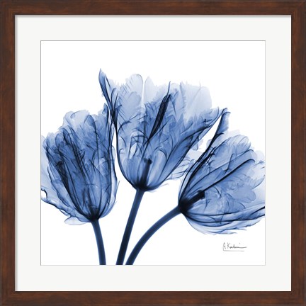 Framed Indigo Stunning Tulips Print