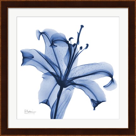 Framed Glorious Indigo Lily Print