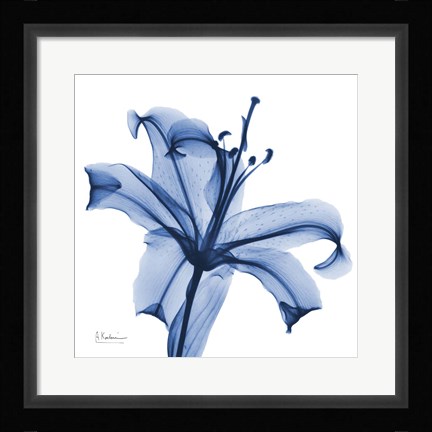 Framed Glorious Indigo Lily Print