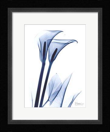 Framed Calla Lily Indigo Print