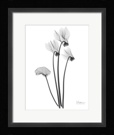 Framed Cyclamen Print