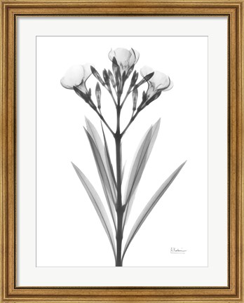 Framed Oleander Print
