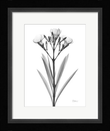 Framed Oleander Print
