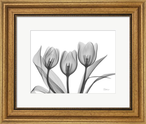 Framed Didiers Tulip Print