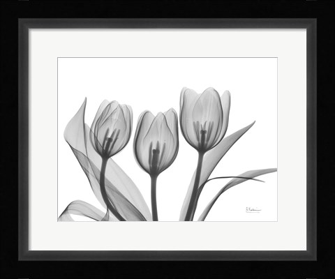 Framed Didiers Tulip Print