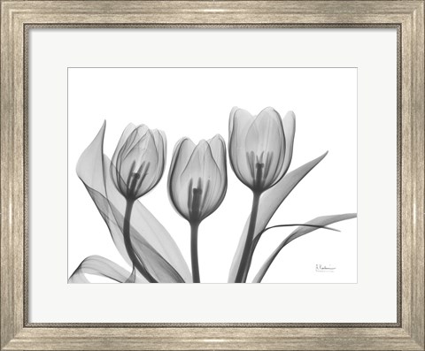 Framed Didiers Tulip Print