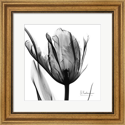 Framed High Contrast Tulip Print