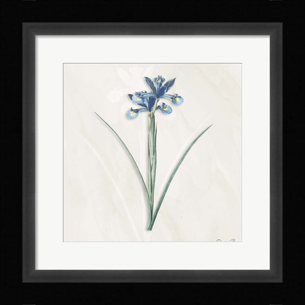 Framed Blue Botanical 2 Print