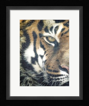 Framed Focus A Print