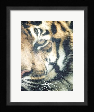 Framed Focus B Print