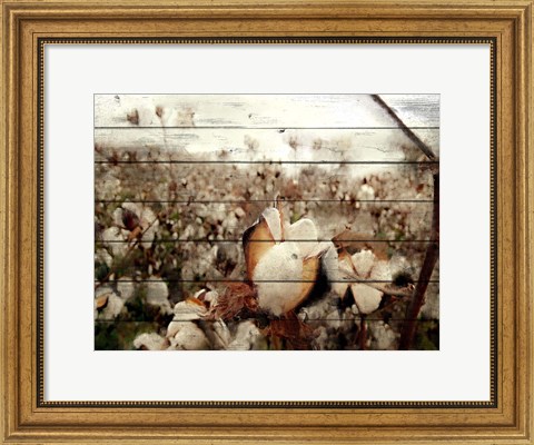 Framed Cotton Field 1 Print