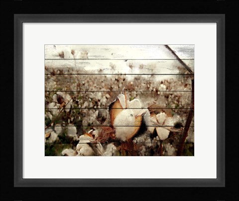 Framed Cotton Field 1 Print