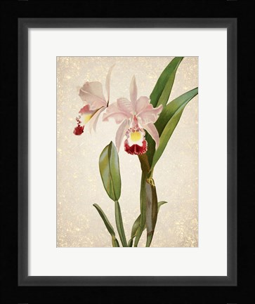 Framed Orchids  2 Print