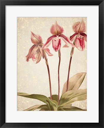 Framed Orchids 4 Print