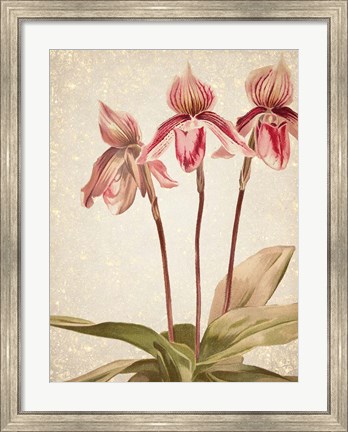 Framed Orchids 4 Print