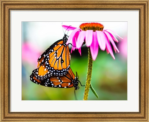 Framed 2 Butteflies Hanging Print