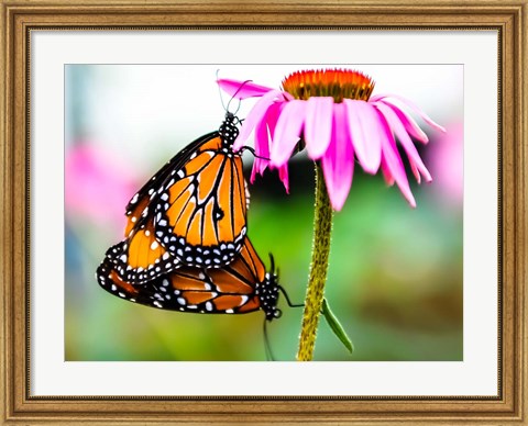 Framed 2 Butteflies Hanging Print