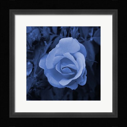 Framed Blue Flower 2 Print