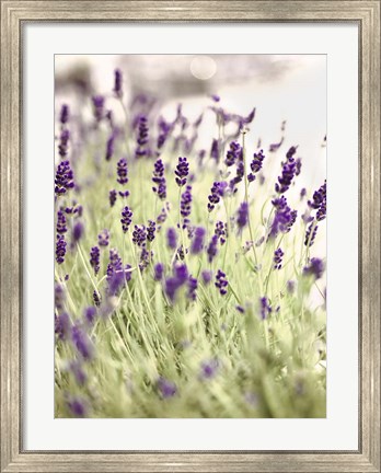 Framed Lavender 2 Print