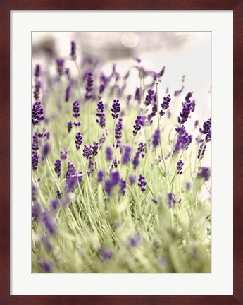 Framed Lavender 2 Print