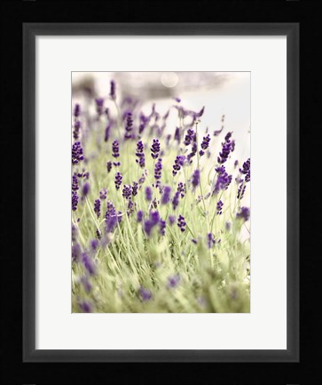 Framed Lavender 2 Print