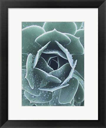 Framed Succulent With Dew 1 Print