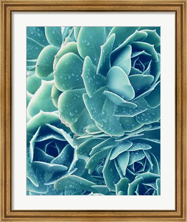 Framed Succulents With Dew 2 Print