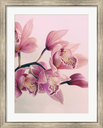 Framed Pink Orchids Print