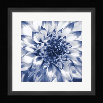 Framed Navy Dahlia 2 Print