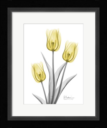 Framed Illuminating Tulip Trio 2 Print