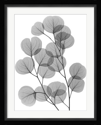 Framed Eucalyptus Bunch Print