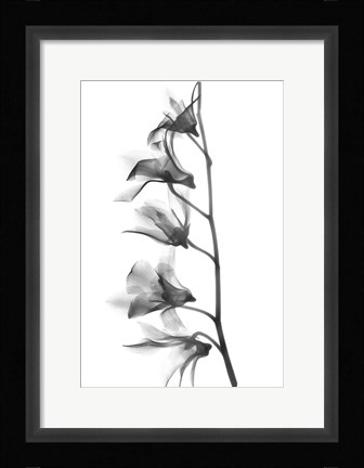 Framed Orchid Print