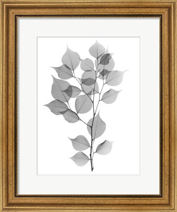 Framed Myrtle Tree L182 Print
