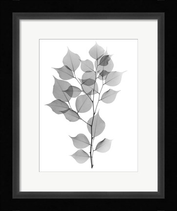 Framed Myrtle Tree L182 Print