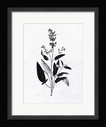 Framed Pressed Herbs 3 Print