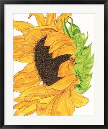 Framed Sunflower 5 Print