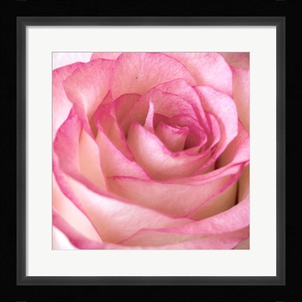 Framed Strength Rose 2 Print