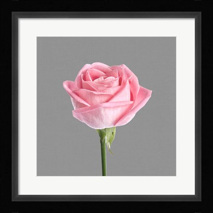 Framed Trust Rose 3 Print