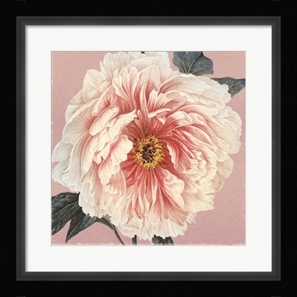 Framed Spring Eden Peony Print