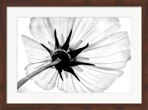 Framed Anemone Print